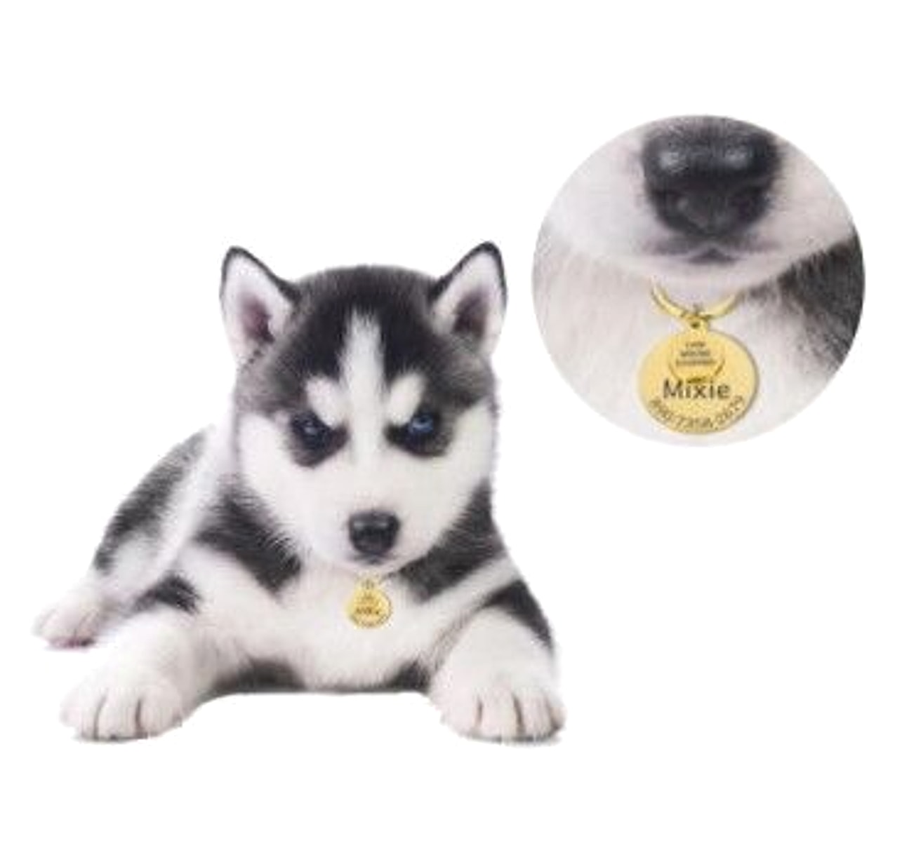 Engraved Anti-Lost Pet ID Tag – Keep Your Furry Friend Safe! - enhanced image 4